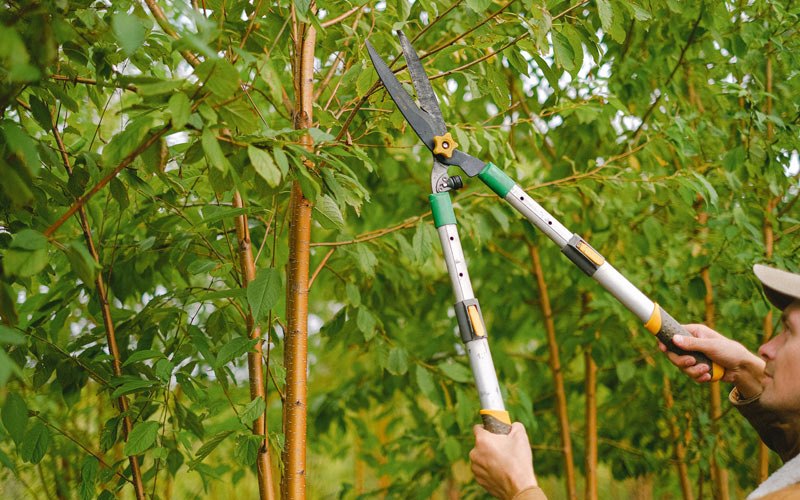 Tree trimming in Dunlap, TN